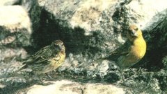 Nihoa Finch